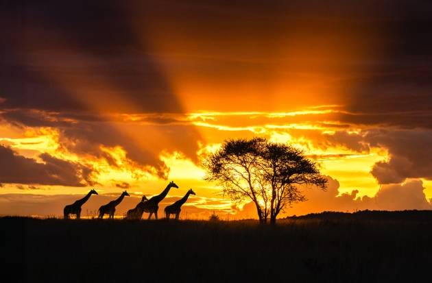 Giraffes and Acacia Tree Silhouetted by Dramatic Sky, Tanzania