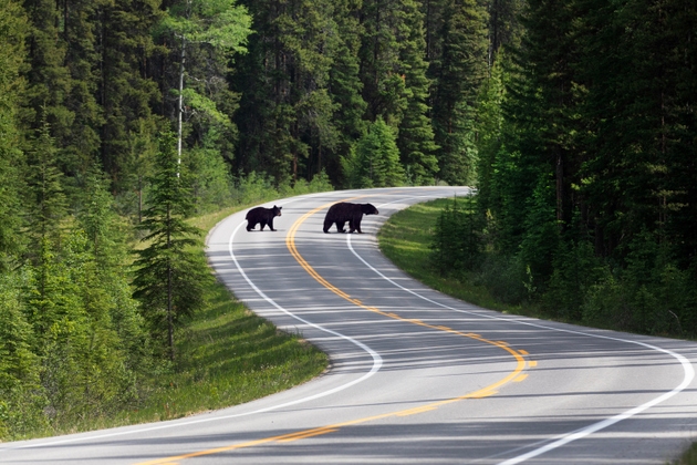 Mother Black bear and two year cub crossing road.