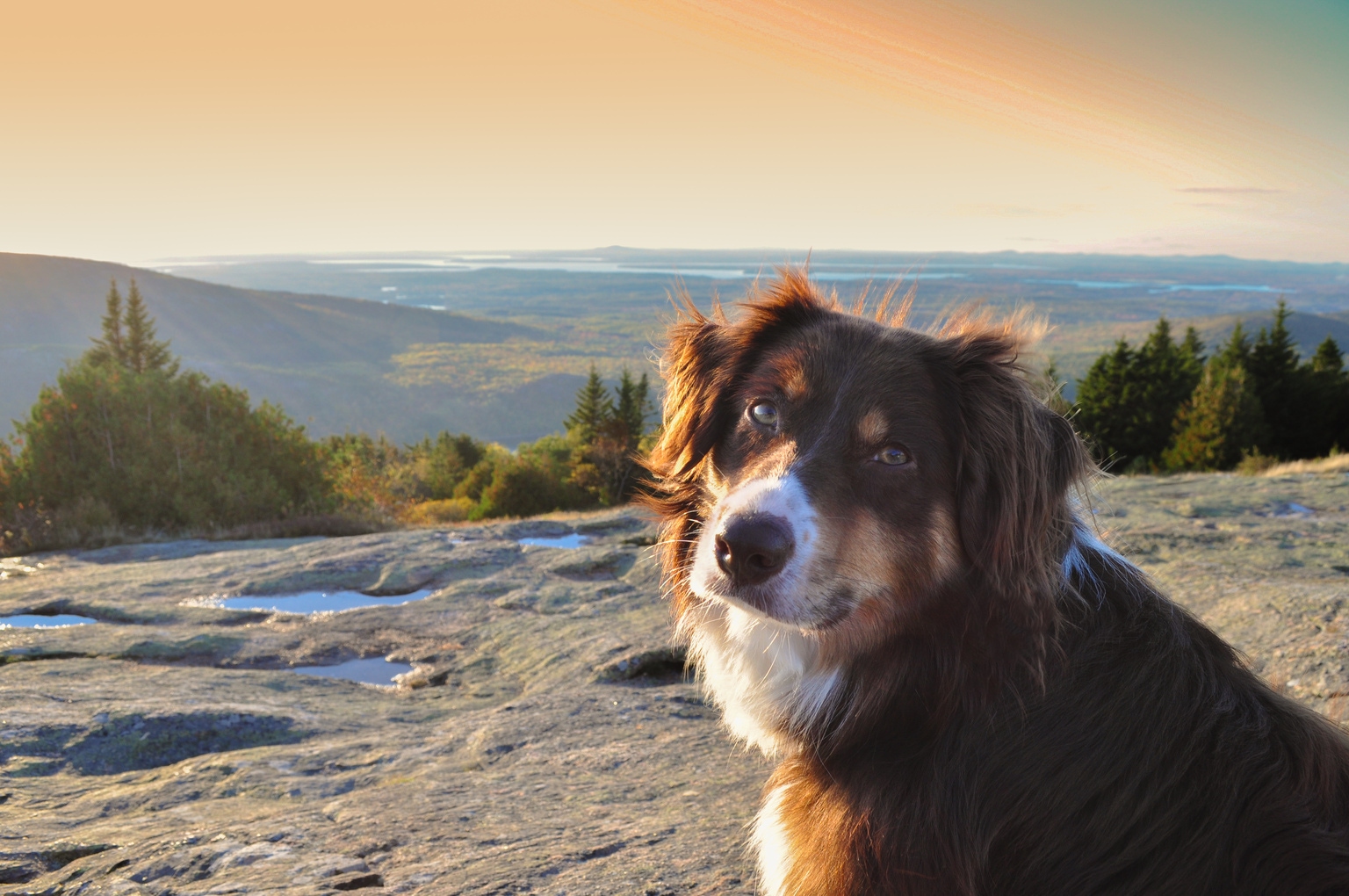 Dog on a Mountain