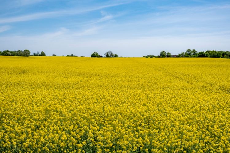 Federal Agricultural Mortgage: Share Price Drop Creates Opportunities
