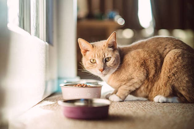 Pet food platform Golden Pet Brands said to tap banks for $1B+ IPO