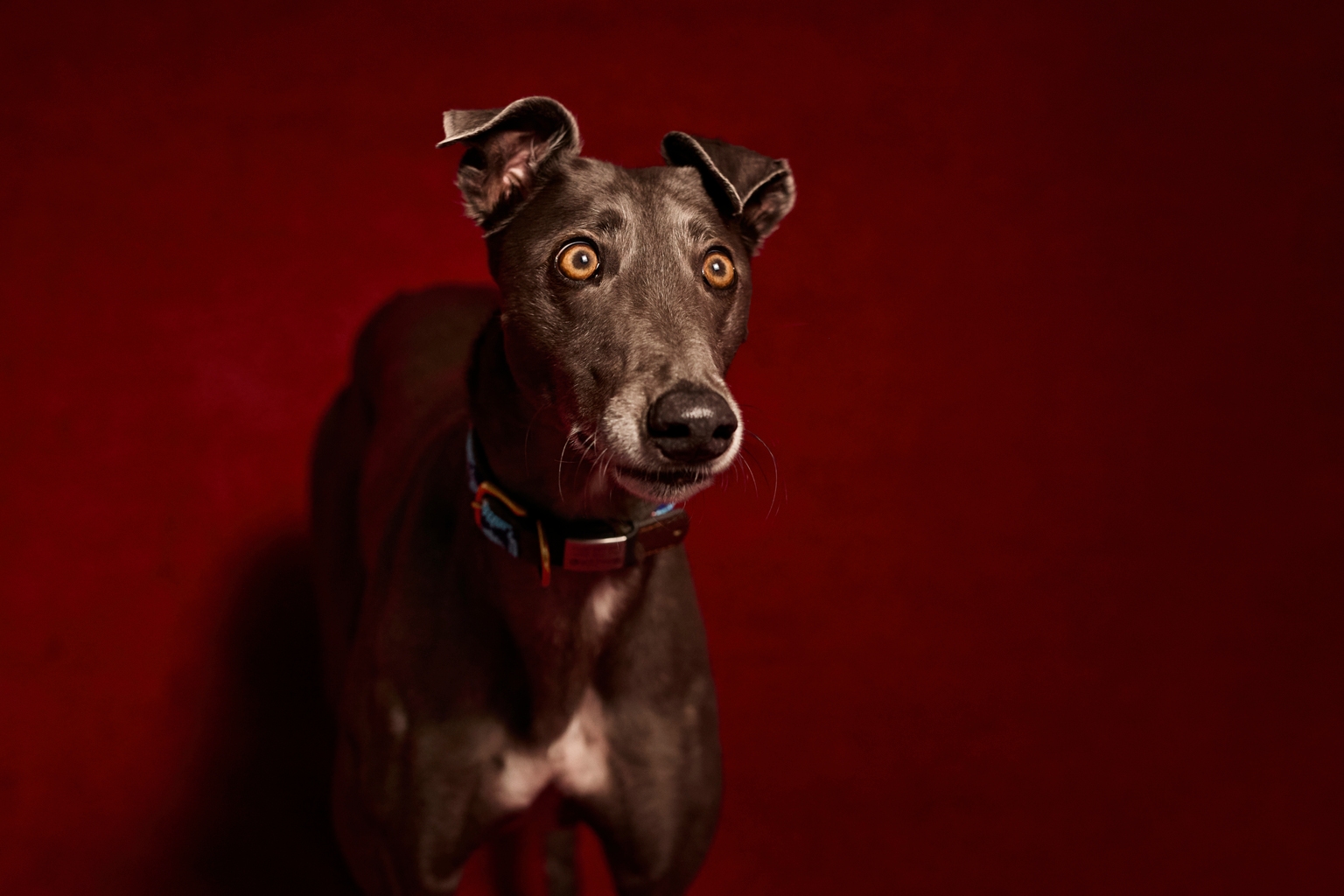 Greyhound Dog against red background