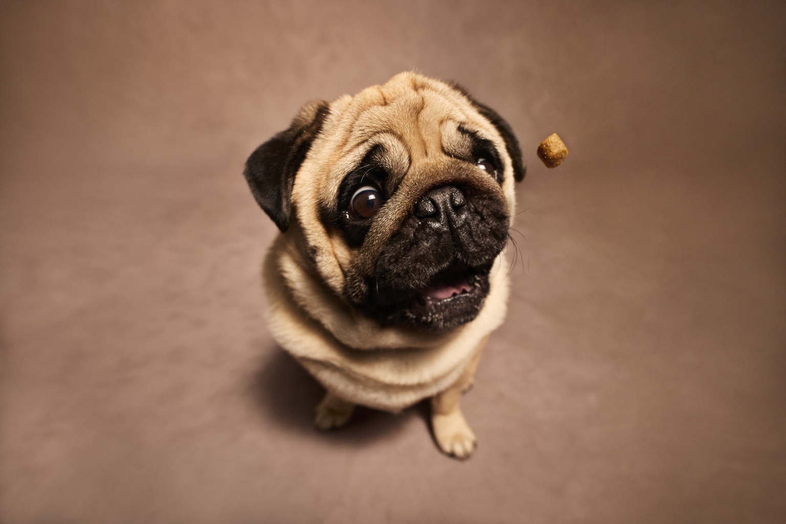 seekingalpha.com - Gary Alexander - Chewy Stock: Gaining Share In A Tough Market (NYSE:CHWY)