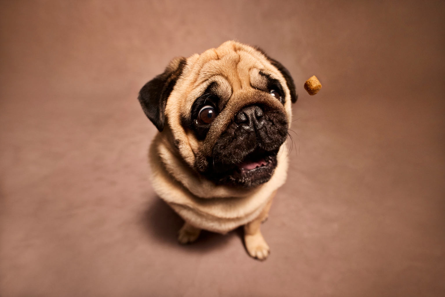 Chewy: Gaining Share In A Tough Market