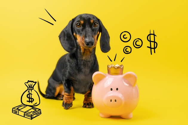Cute dachshund with piggy bank on yellow background for savings concept