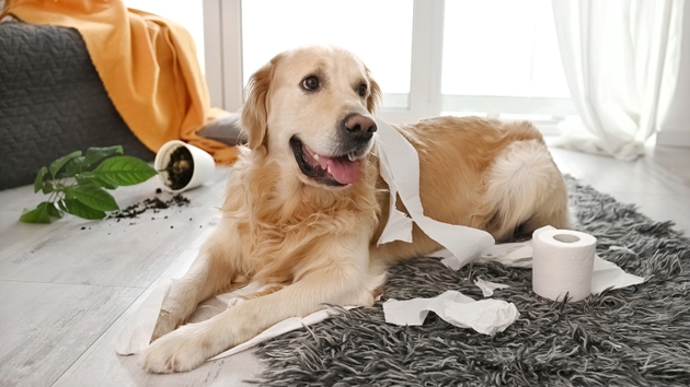 Golden retriever dog playing with toilet paper