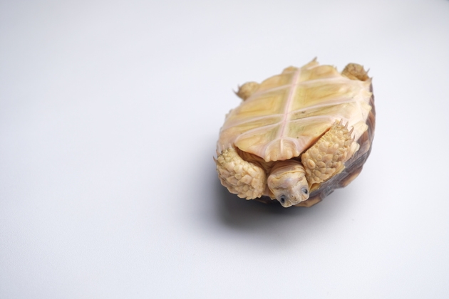Centrochelys sulcata tortoise flipped upside down isolated on a white background