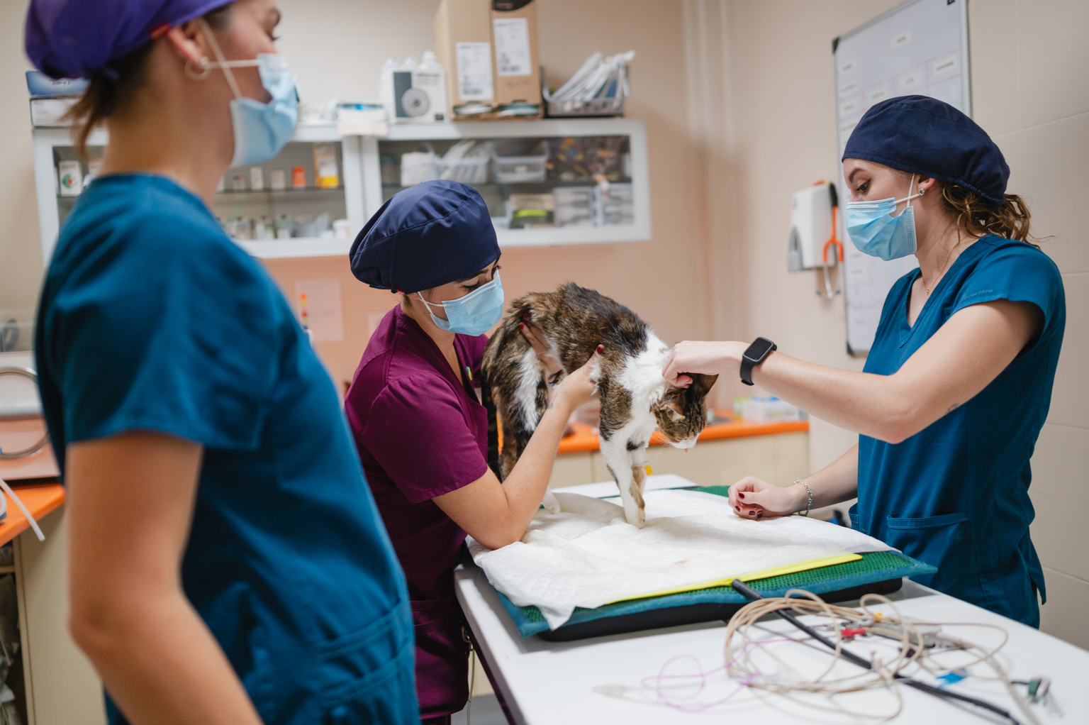 seekingalpha.com - High Alpha Professor - IDEXX Laboratories Does Not Need More Vet Visits--But It Needs More Tests Per Visit (NASDAQ:IDXX)