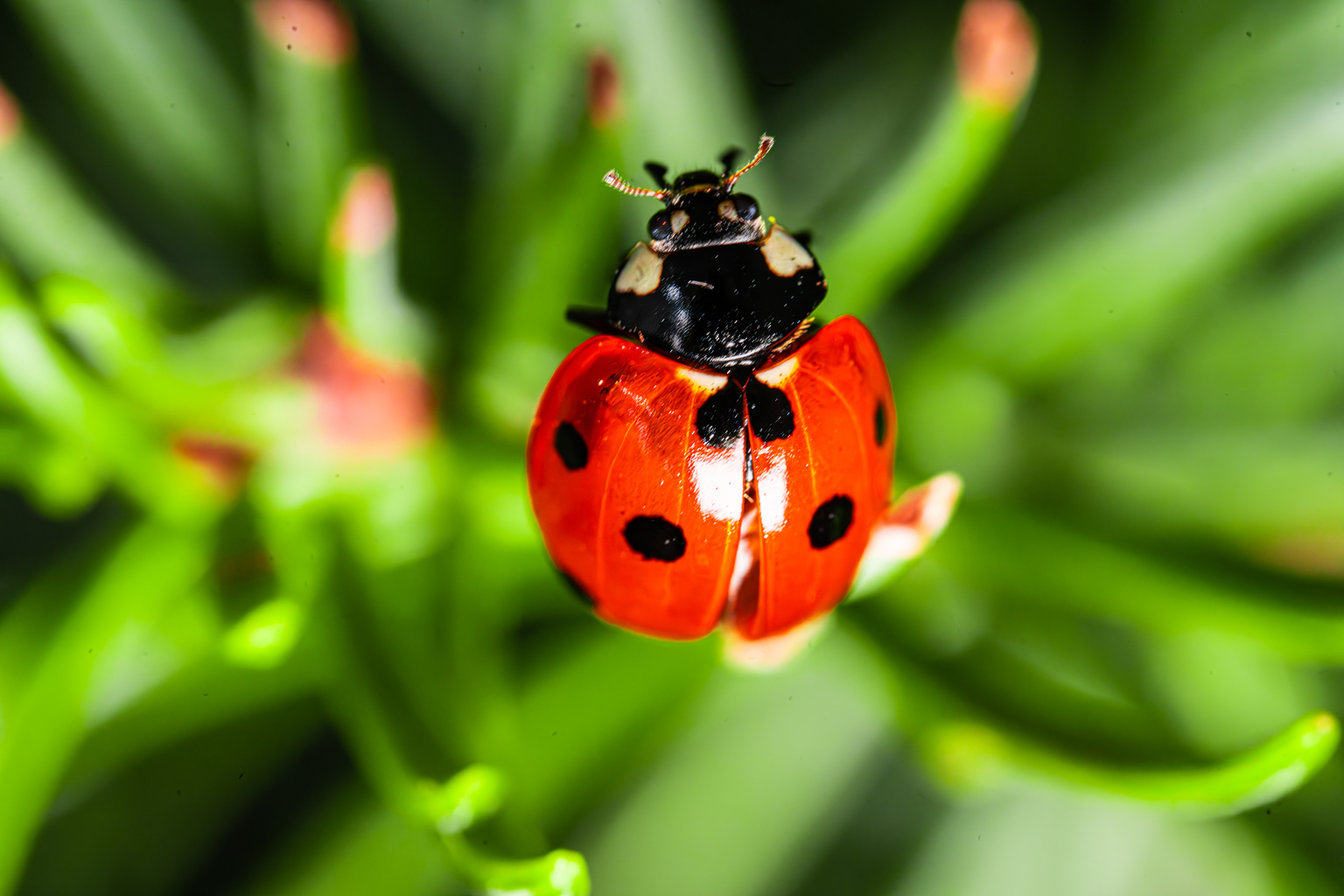 seekingalpha.com - Pedro Goulart - Jer&oacute;nimo Martins: Time To Reset Margin Expectations (OTCMKTS:JRONY)