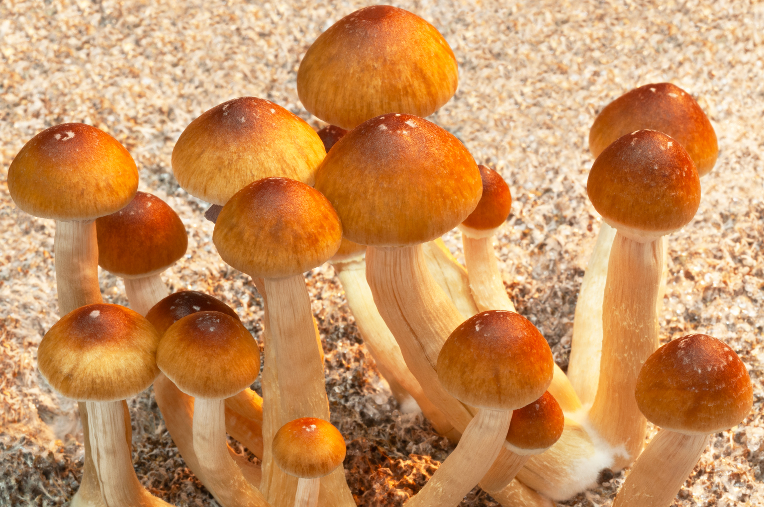 seekingalpha.com - Richard Durant - Helus Pharma: An Undervalued Psychedelic Platform Approaching A Major Catalyst