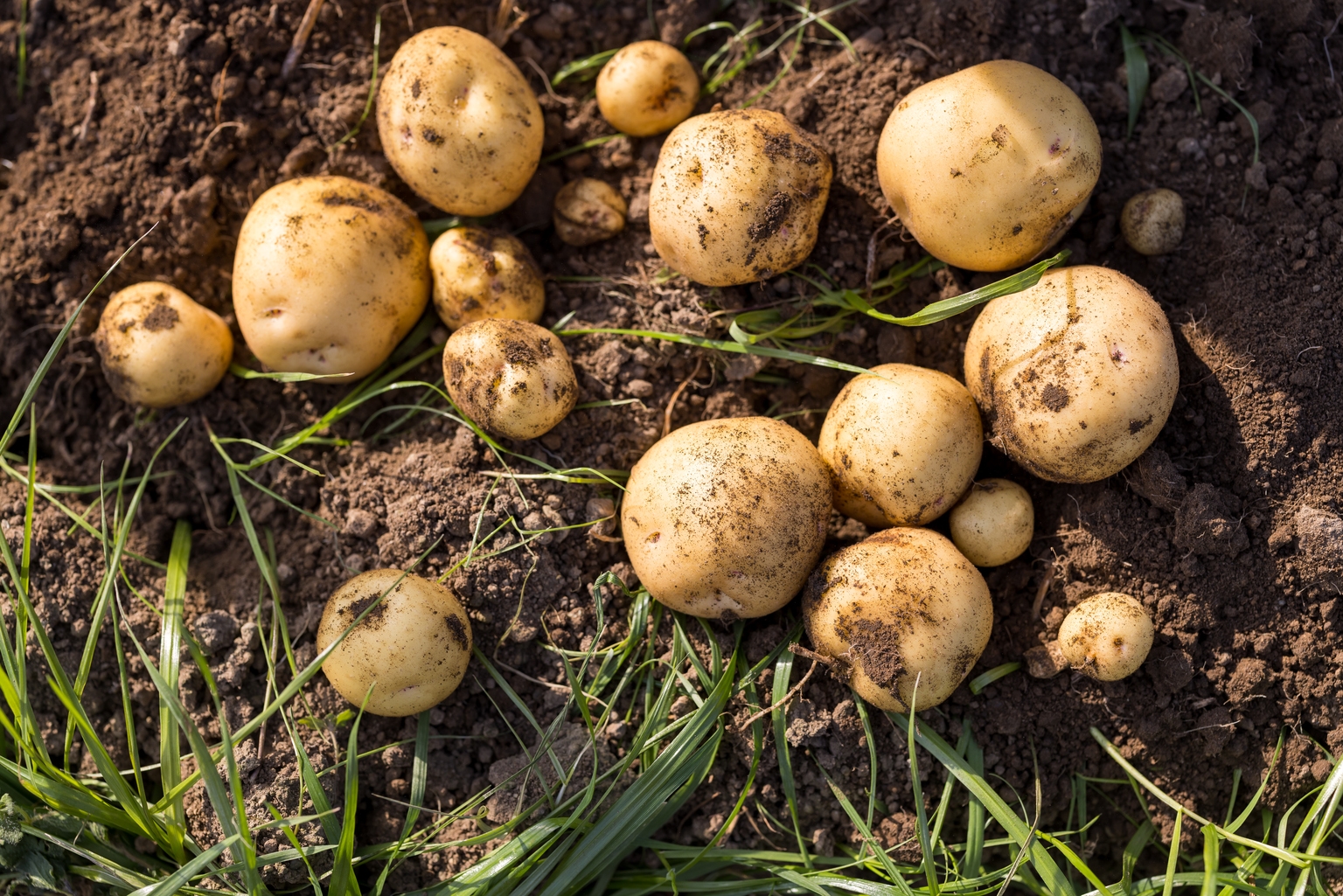 Lamb Weston Stock: The Market Is Still Missing The Turnaround Story (NYSE:LW) Lamb Weston Stock: The Market Is Still Missing The Turnaround Story (NYSE:LW)