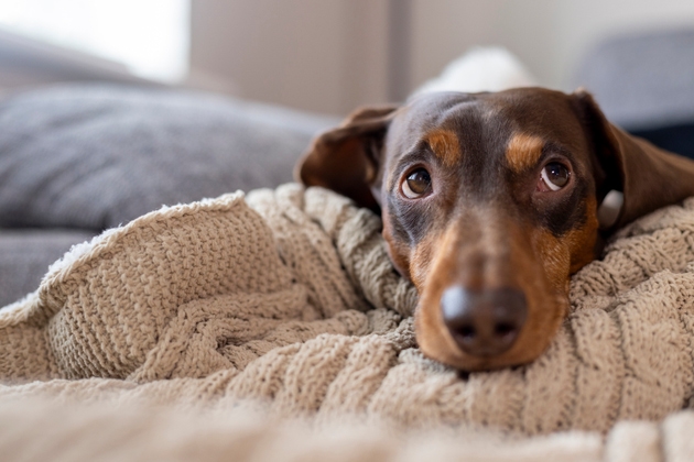 Sausage Dog Snuggles