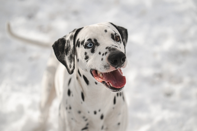 A dalmatian dog with a blue eye and white fur is standing in the snow