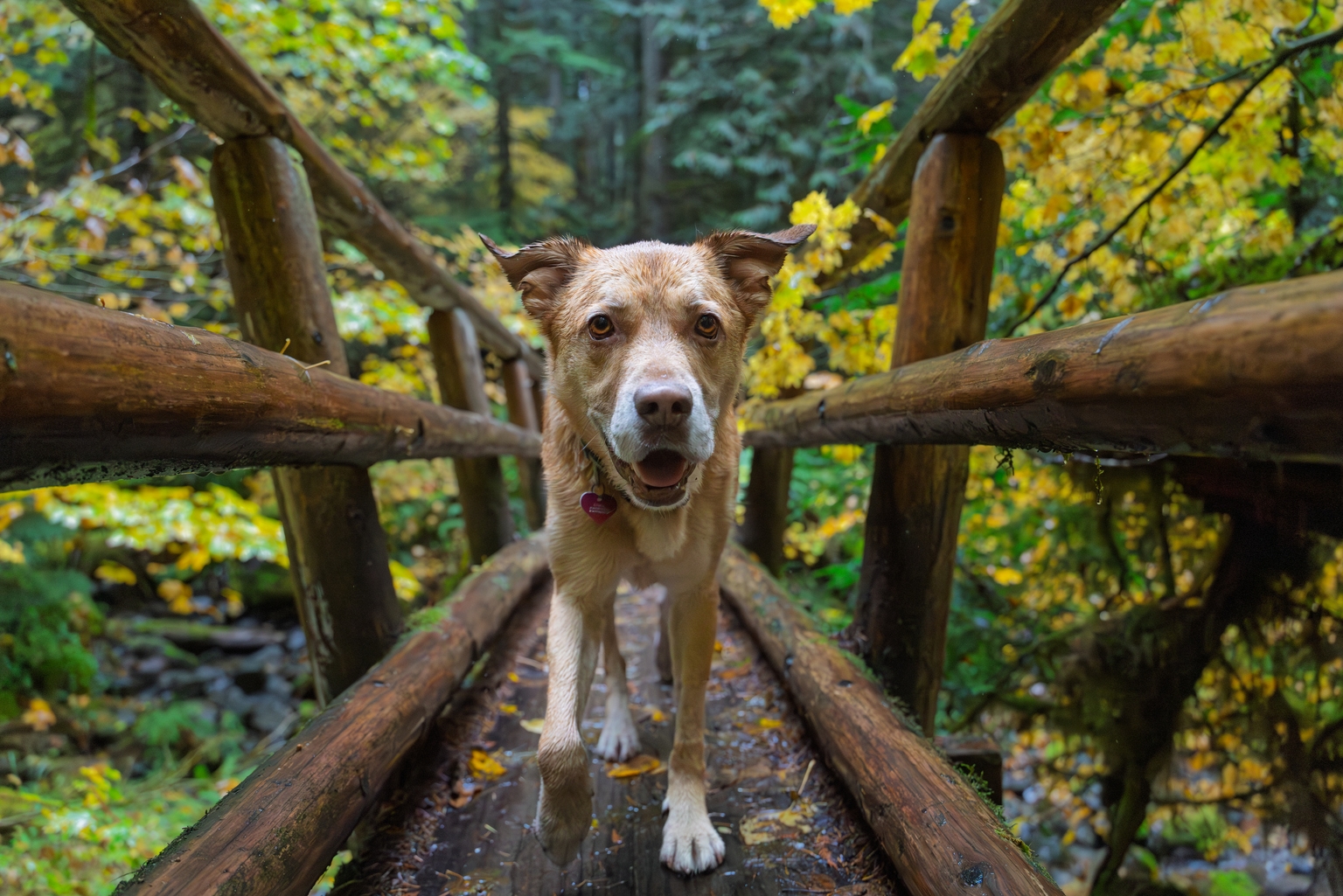 S&P 500 May Fall to 5,000: Understanding Market Risks and Defensive Strategies