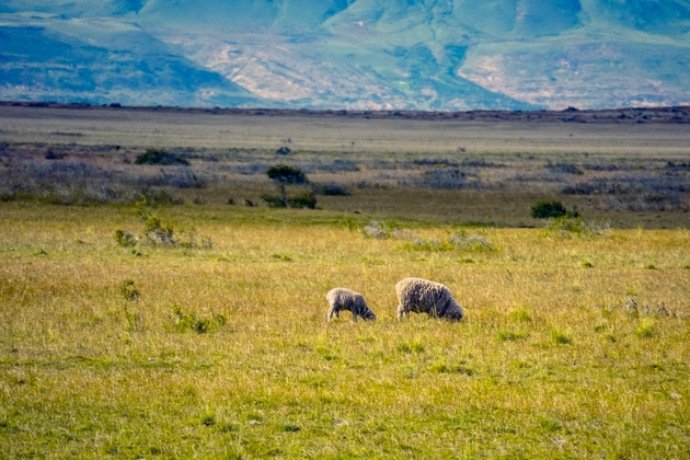 sheep flock in patagonia calafate