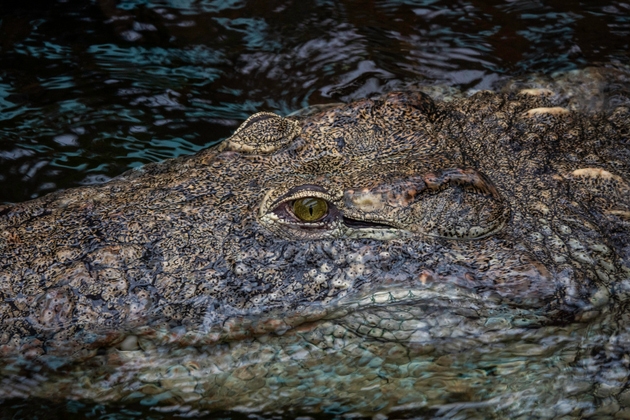 Dark Crocodile Lurking in Murky Water Under Low Light, Menacing Reptile Scene at Night