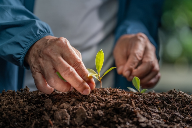 Adult Caucasian Male Hands Planting Green Seedlings in Rich Soil Outdoors in Europe for Agriculture and Environmental Sustainability Concepts