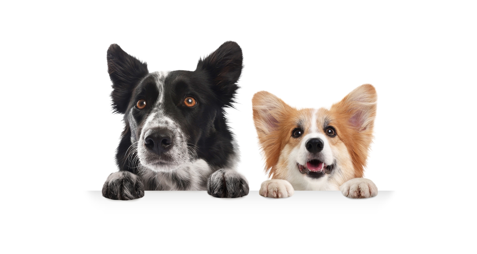 QYLG Vs. QDVO: Market Fear Is Good For These Paychecks