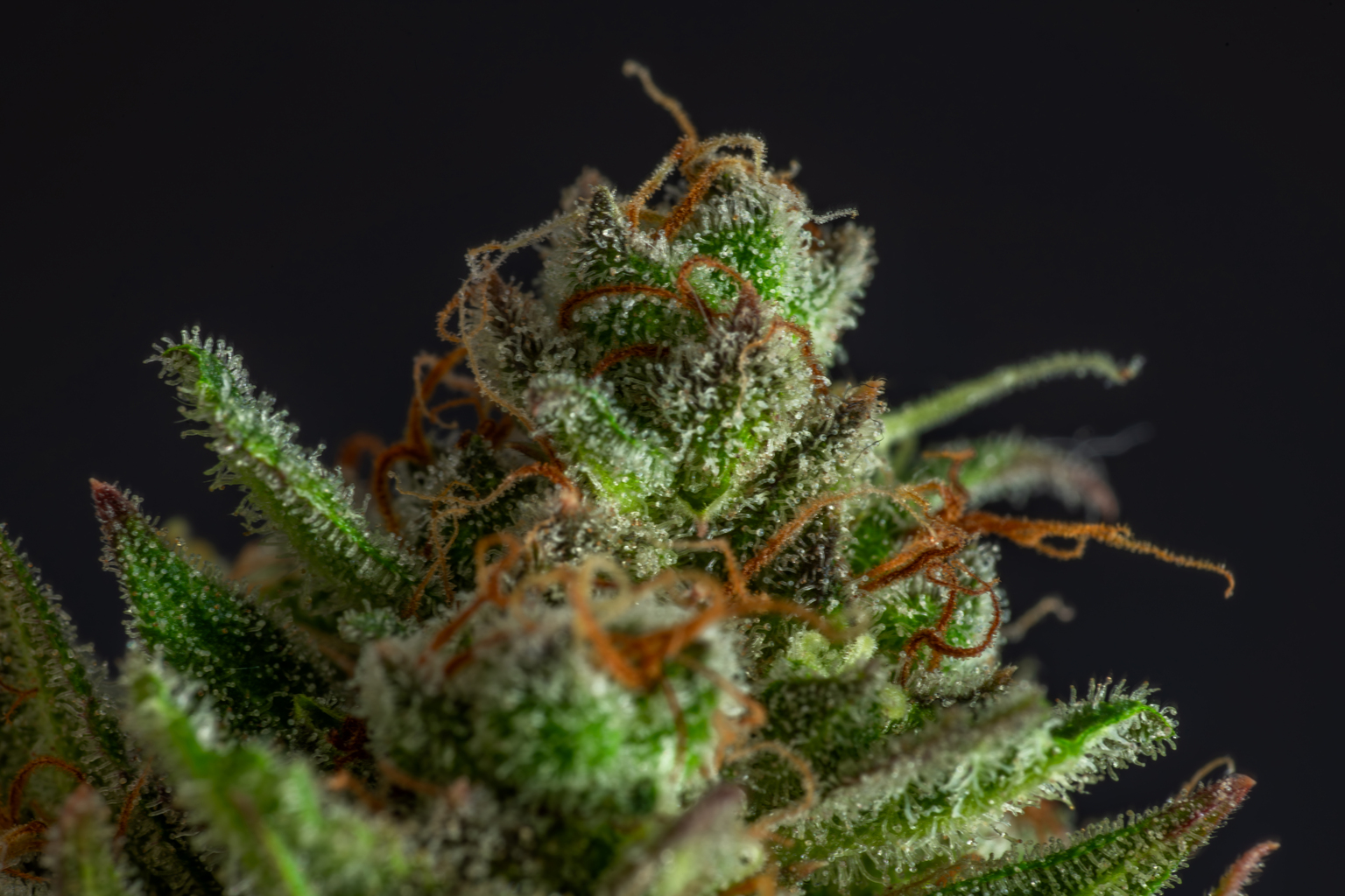 seekingalpha.com - Alan Sumler - Tilray May Benefit From Rescheduling Of Cannabis In The US (NASDAQ:TLRY)