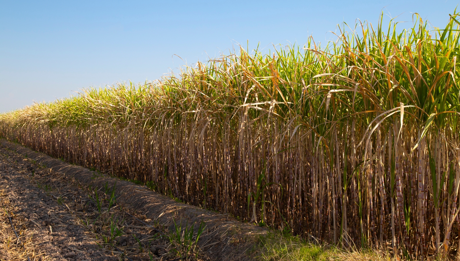 Adecoagro: Potential Massive Commodity Windfall Available At Less Than Book Value