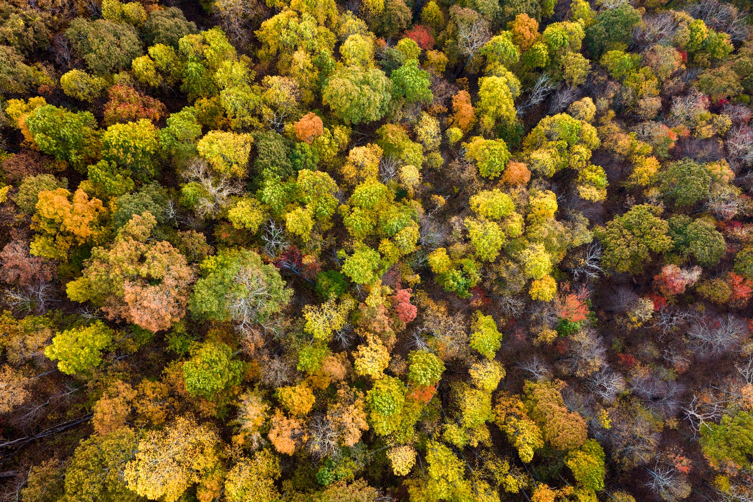 Weyerhaeuser Stock: Profound Mispricing (NYSE:WY) | Seeking Alpha