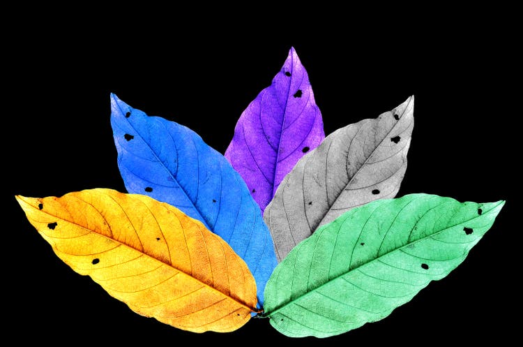 dry leaf