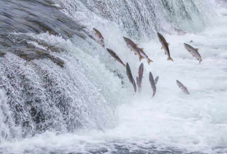Salmon Jumping Up the Falls