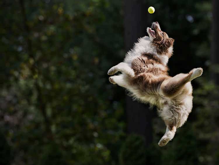 Dog catches tennis ball in the air