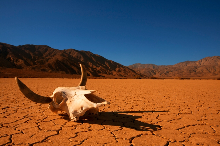 Cow Skull in the Desert