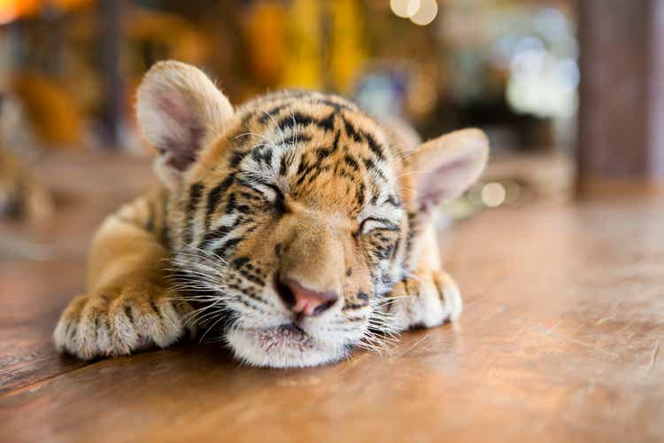 slumbering little tiger