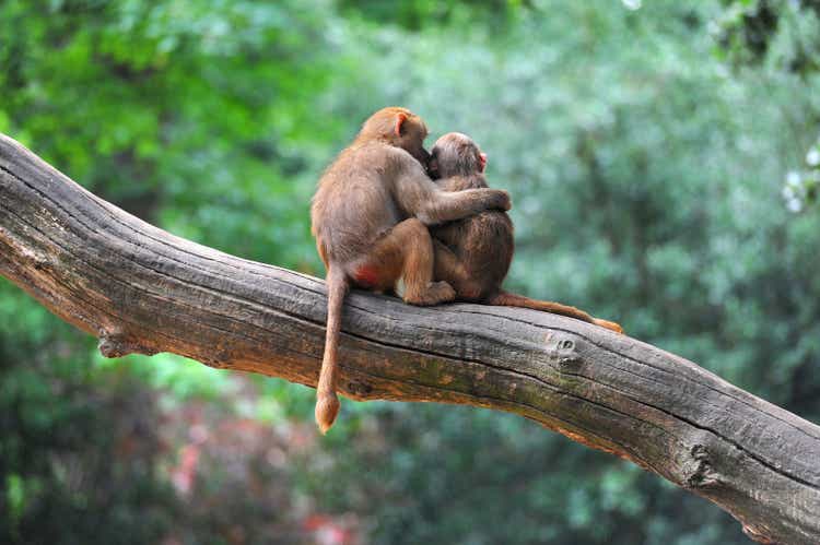 Two monkey friends sitting on tree