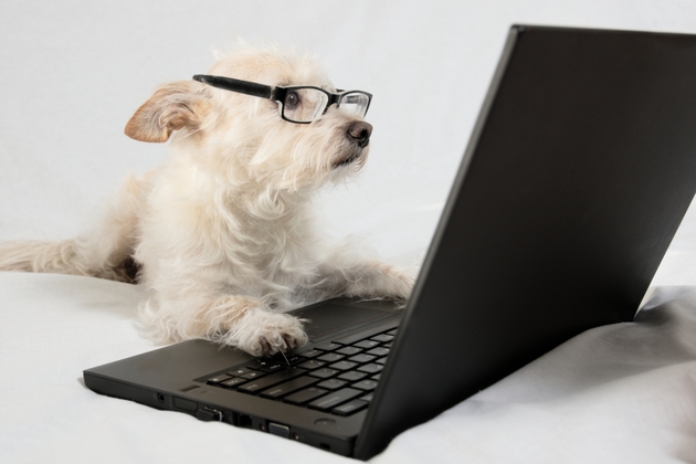 Light brown terrier with glasses looking at laptop