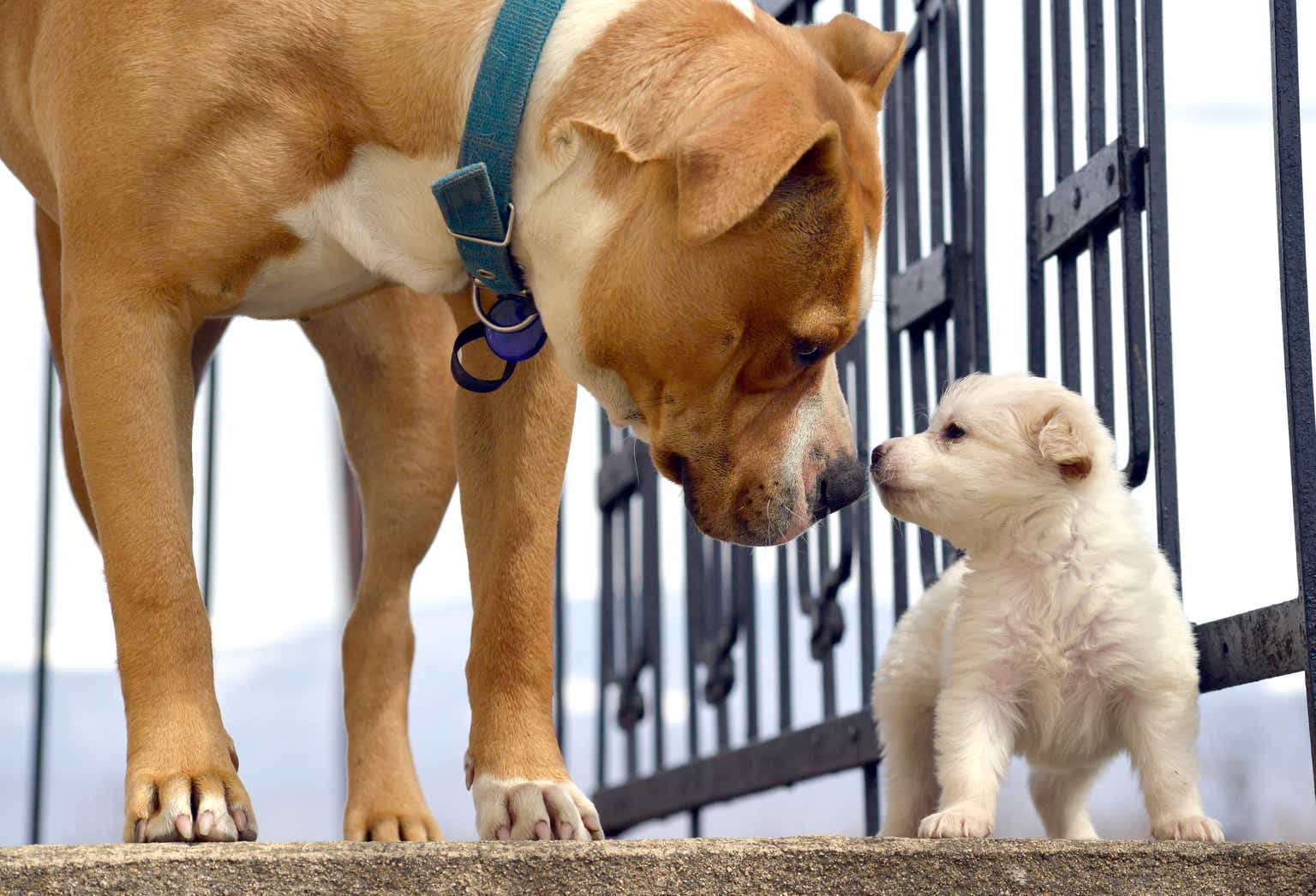 OVL Vs. VOO: Old Dog Meets The New Dog