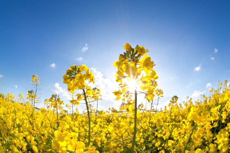 Sonne auf gelbe Blume Feld rapeseed oil