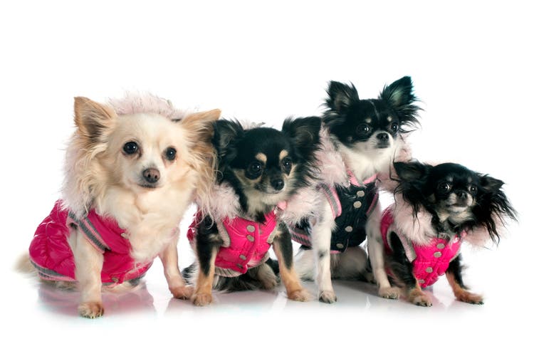 dressed chihuahuas