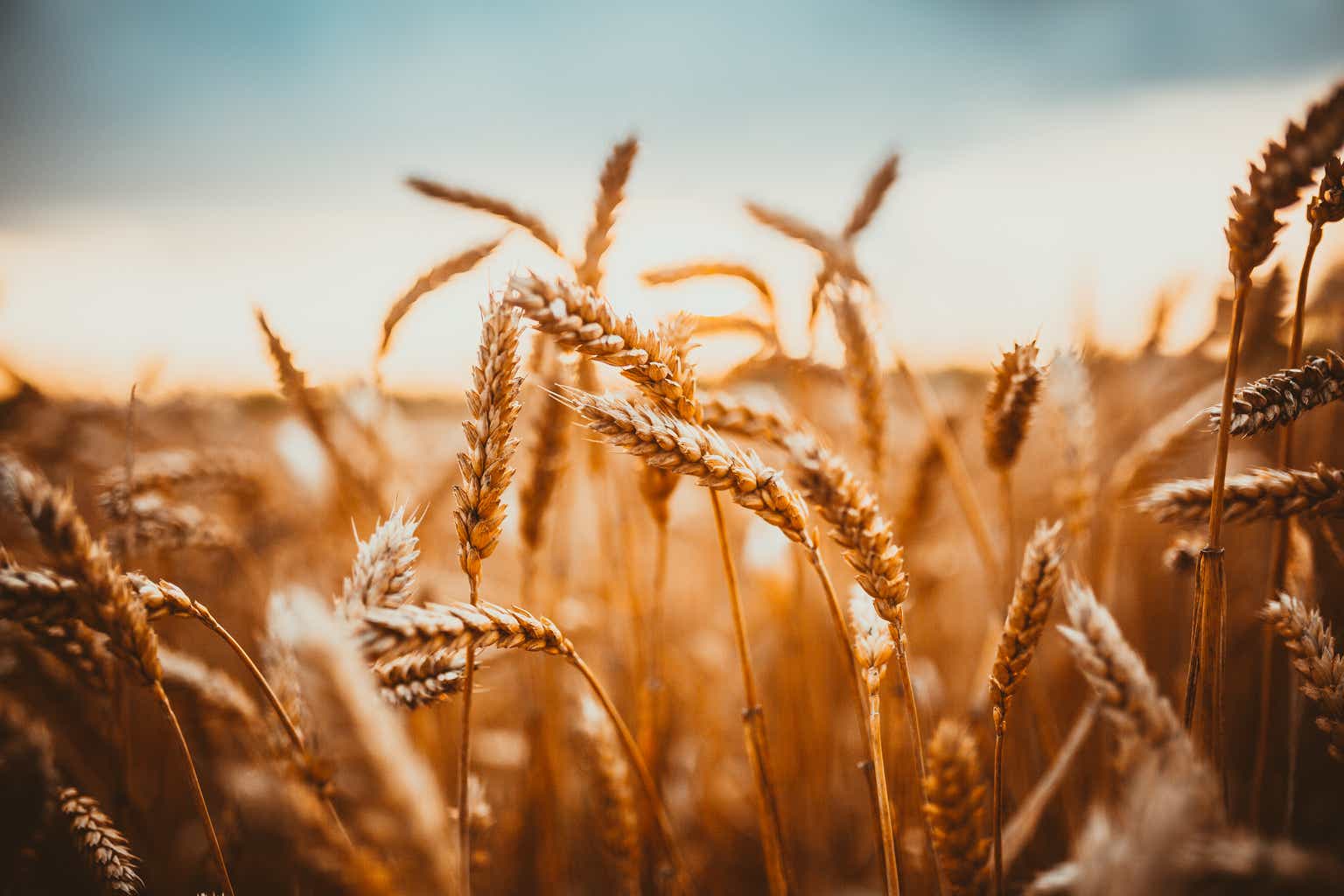 WEAT: Time To Buy As CBOT Wheat Prices Drop To $6 Per Bushel (NYSEARCA:WEAT)