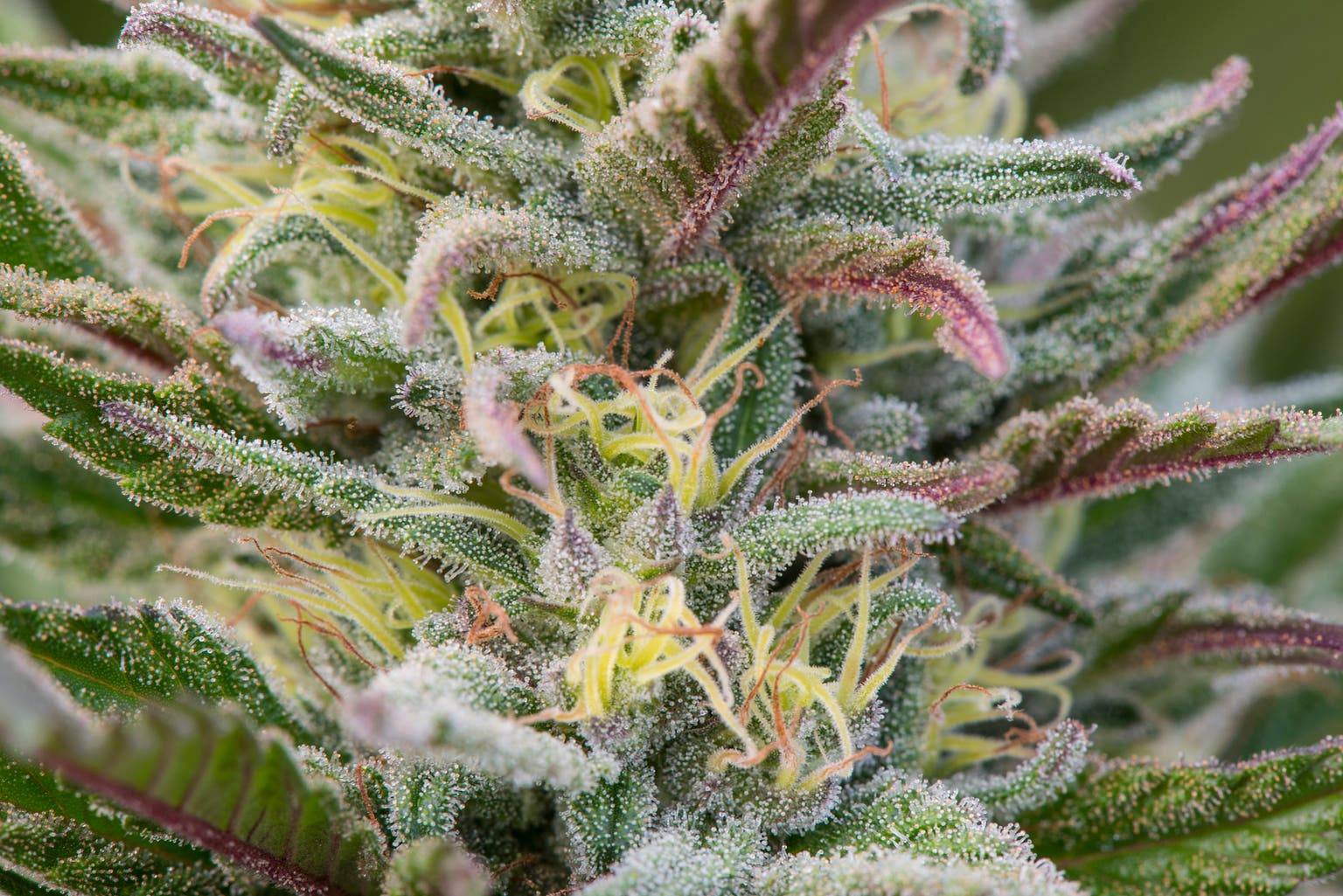 Aurora Cannabis Falls On Weak 2026 Outlook Despite Record Q4 Revenues