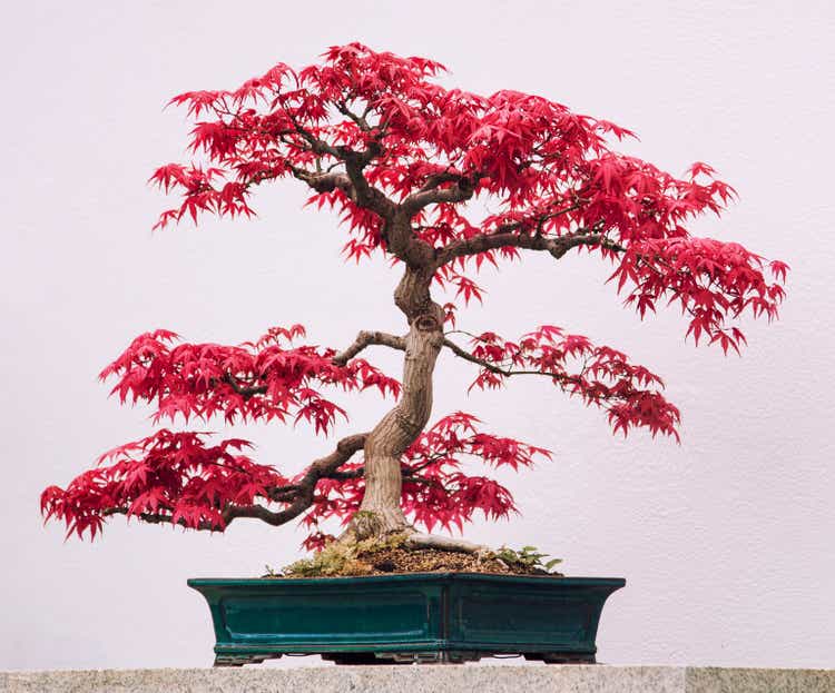 bonsai, Japanese red maple