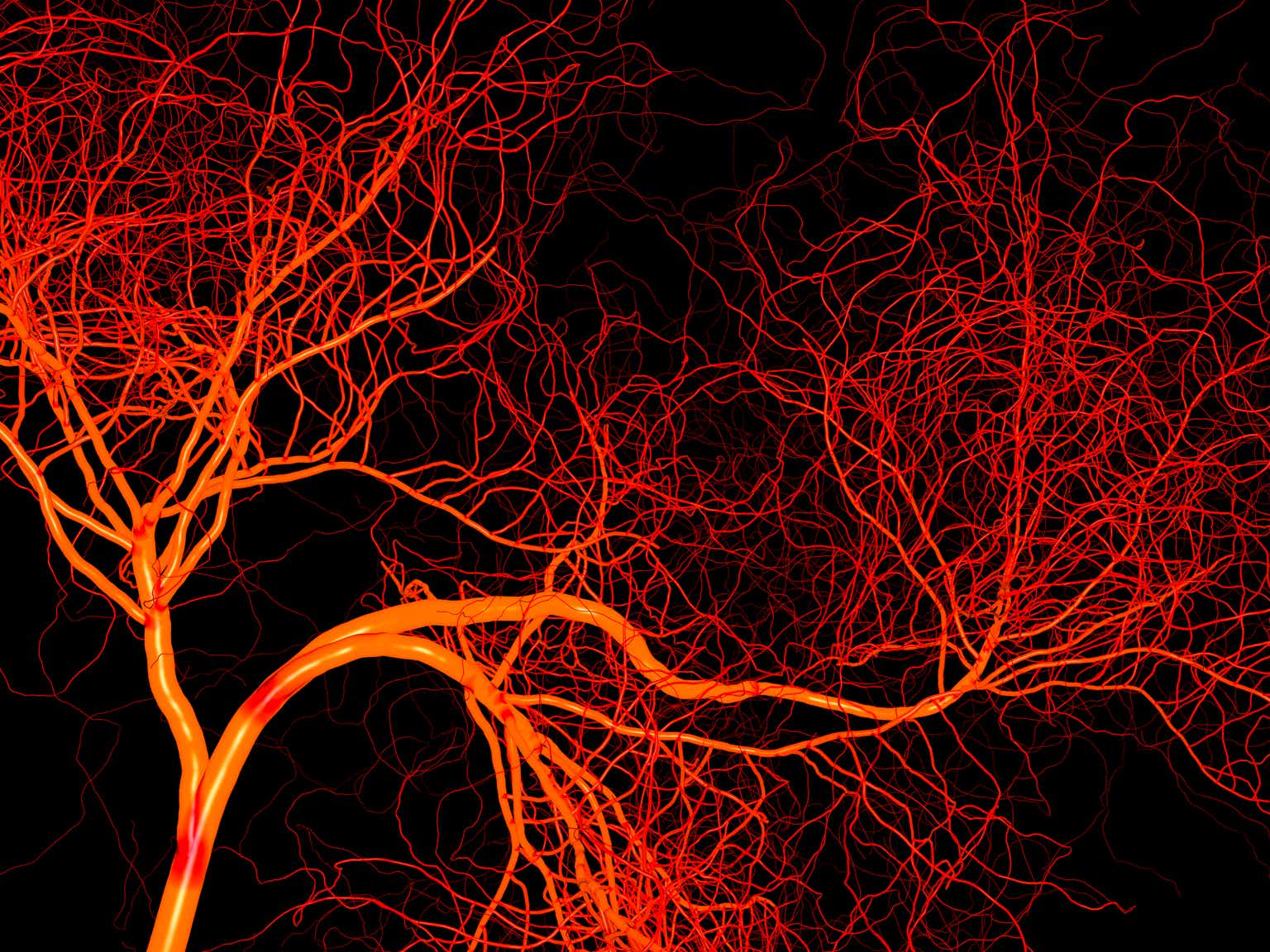 Капилляры. Кровеносная система капилляры. Кровеносные сосуды головного мозга. Сосудистое дерево.