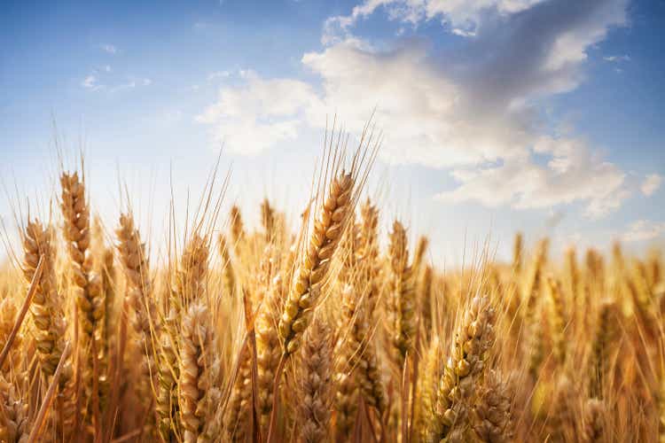 Wheat field