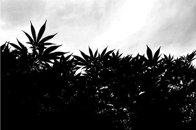 Cananbis garden silhouette