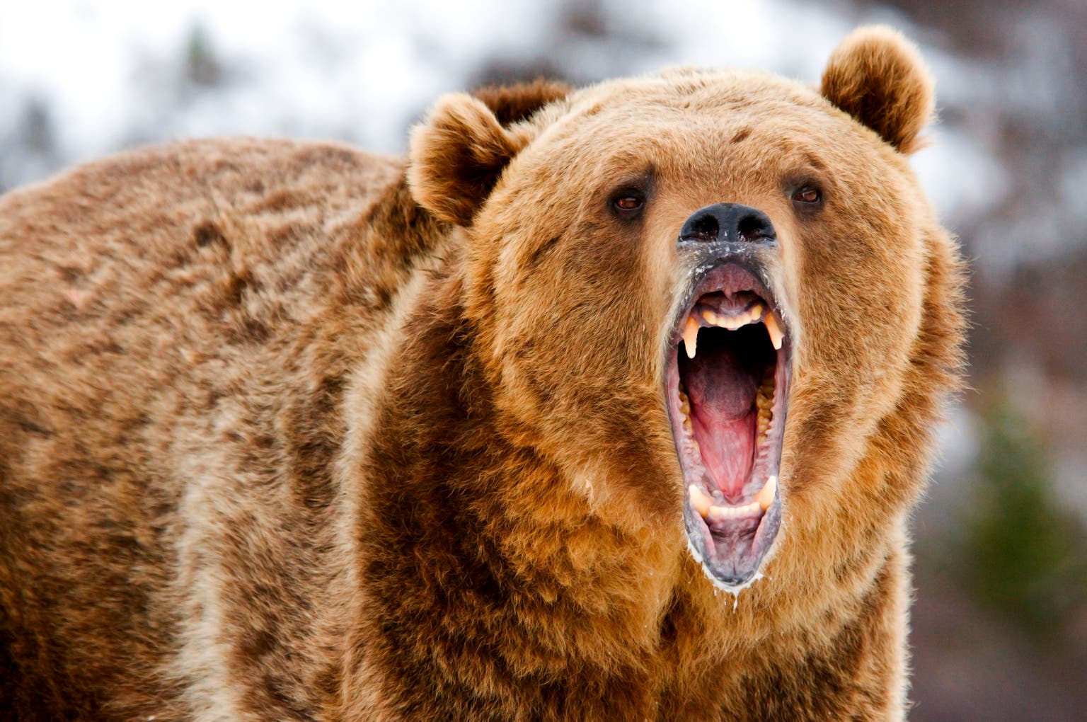 Sentiment Speaks Can The Bears Muster More Than A Growl? Seeking Alpha