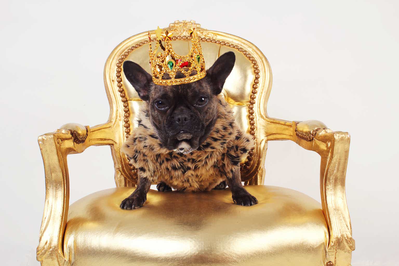 69 May Aristocrats: Buy 1 Of 38 "Safer" Dividend Dogs