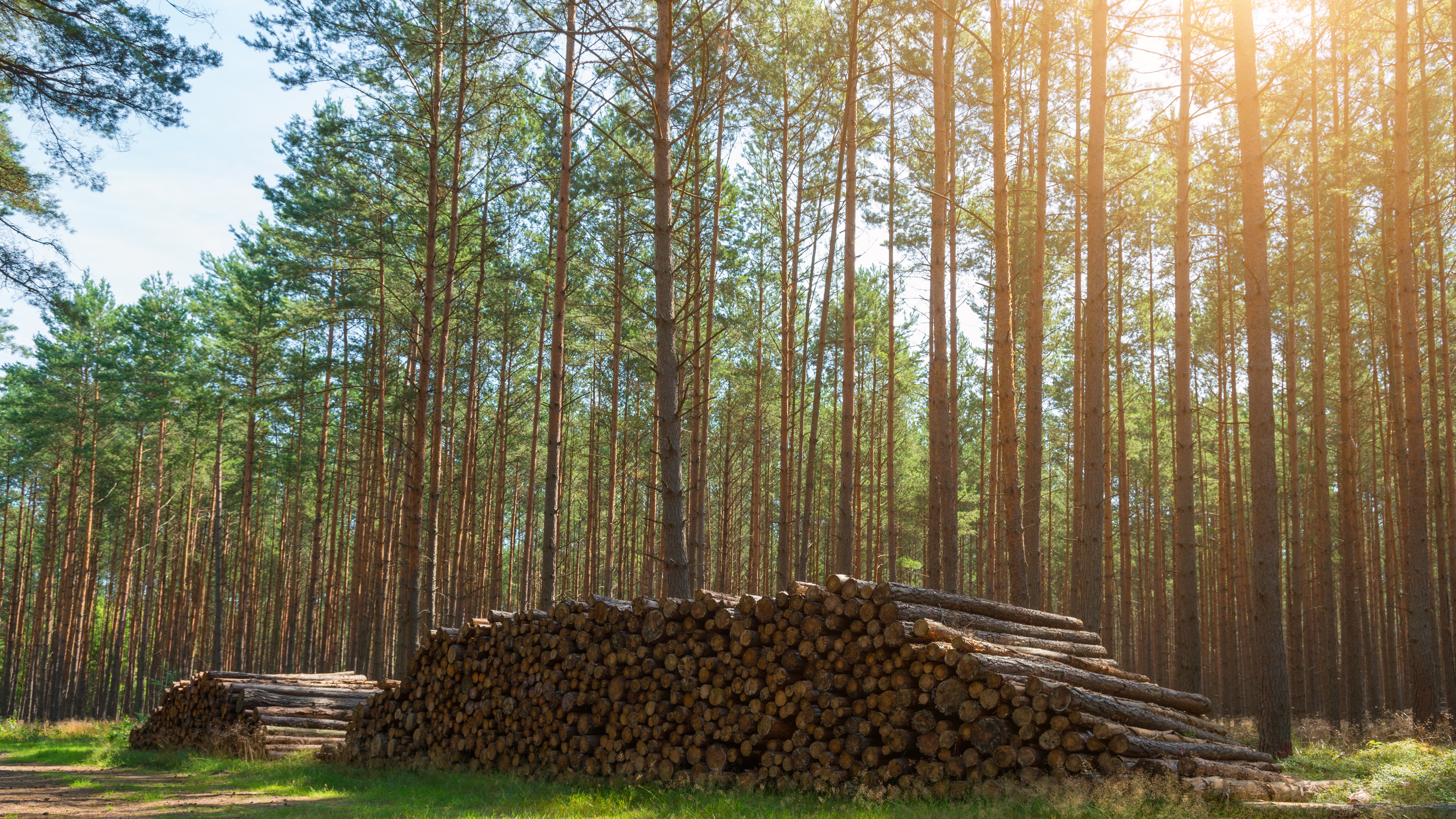 timber land price per acre
