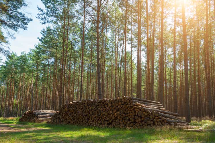 pile of wood harvest in pine forest in sunlight