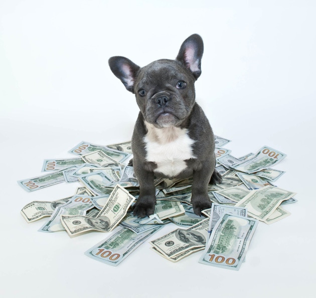 How Much is a Puppy Worth?