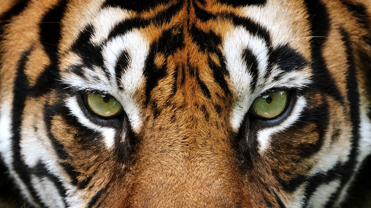 Bengal Tiger Line Company Profile: Valuation, Funding & Investors