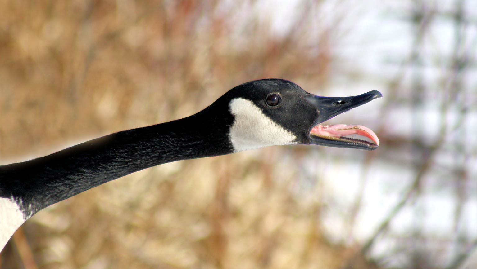 Canada goose investor relations fund sale