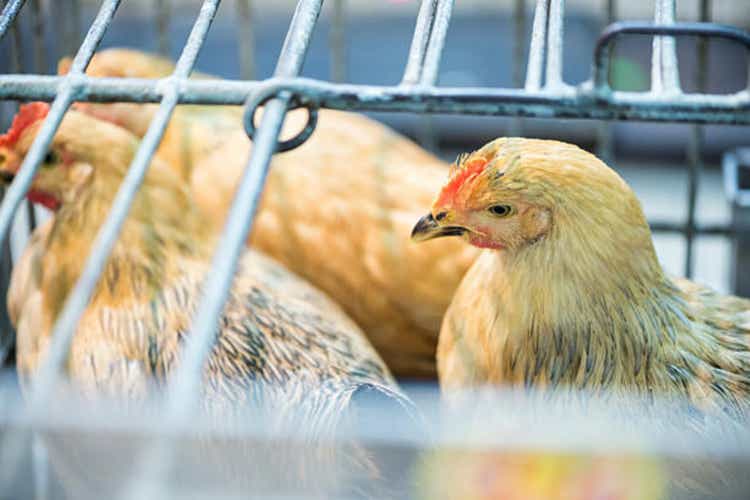 Live chicken on the market