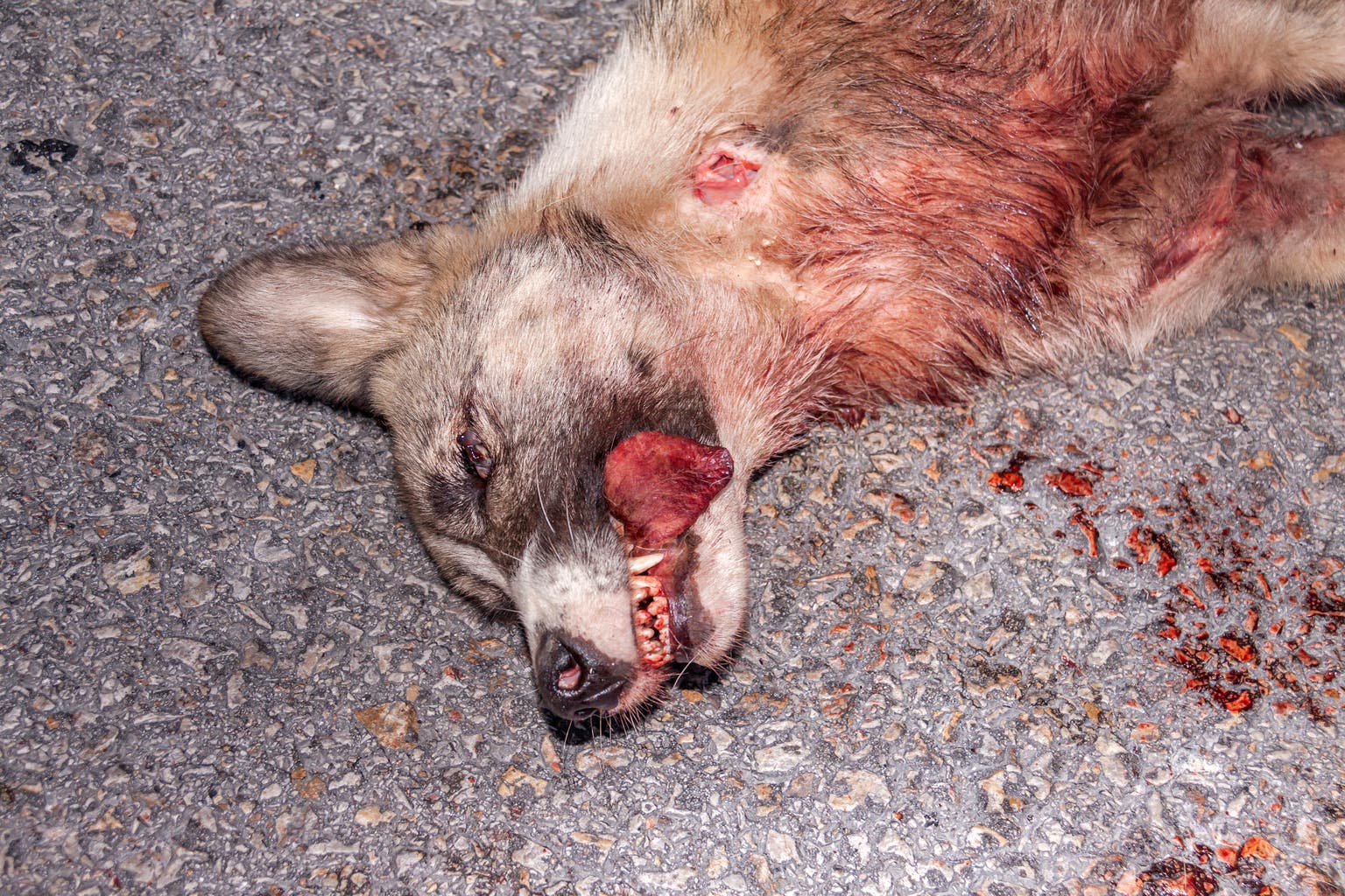 This Wolf Isn't Dead Yet: Initiating Wolfspeed Stock With A Buy